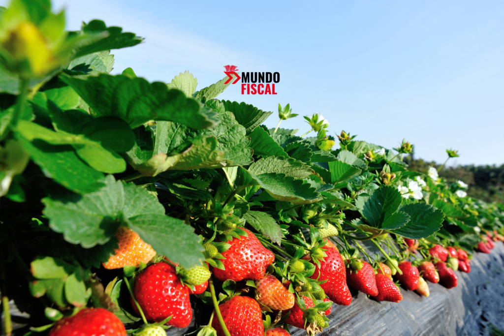 Antidumping a la fresa mexicana pone en alerta al sector agroalimentario: CNA advierte riesgos para el T-MEC La investigación contra la fresa mexicana podría afectar inversiones, empleos, abasto y precios de alimentos, alerta el CNA.